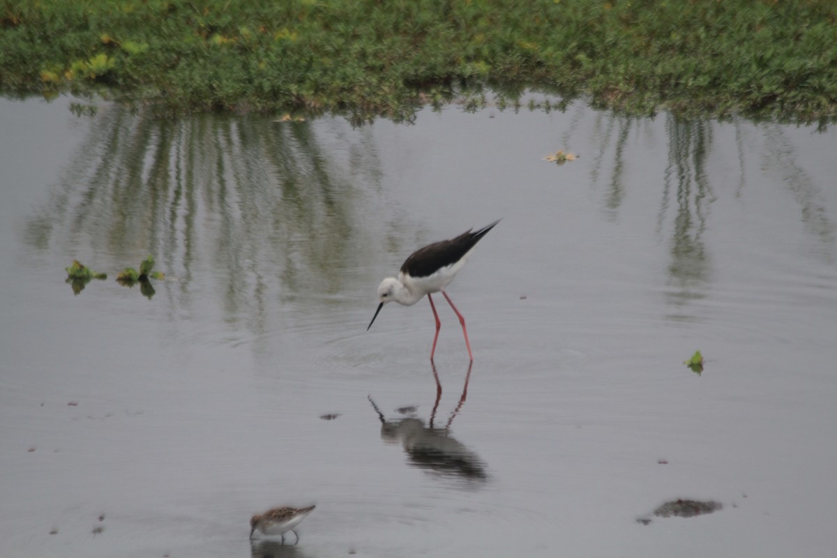 高蹺鴴 - ML645397043