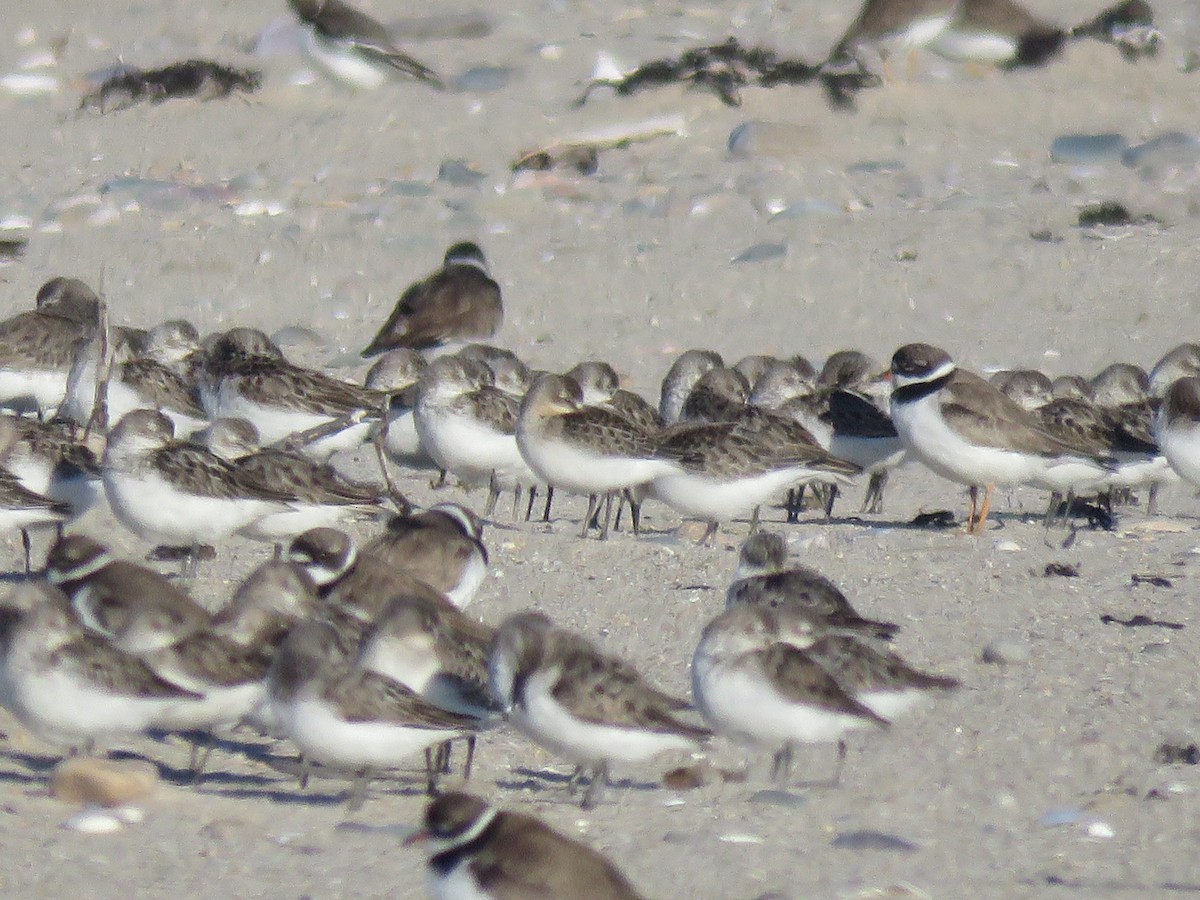 Semipalmated Sandpiper - ML645397046