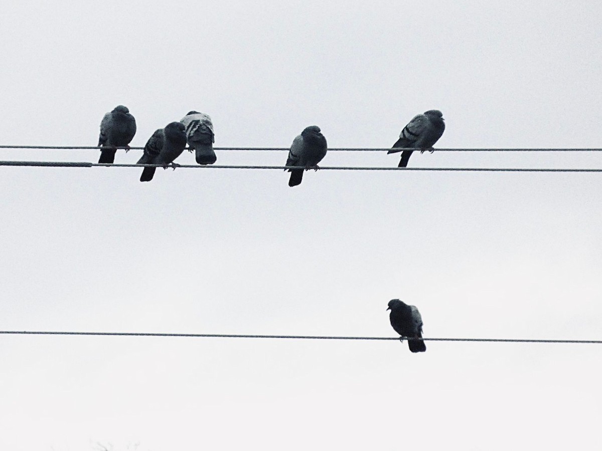 Common Wood-Pigeon - ML645397066