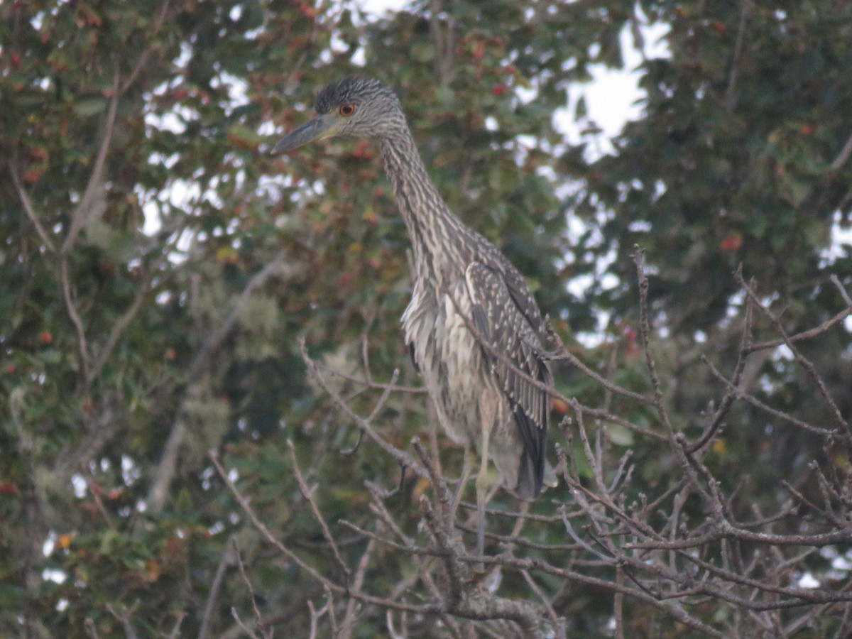 אנפת לילה צהובת-כיפה - ML645397074