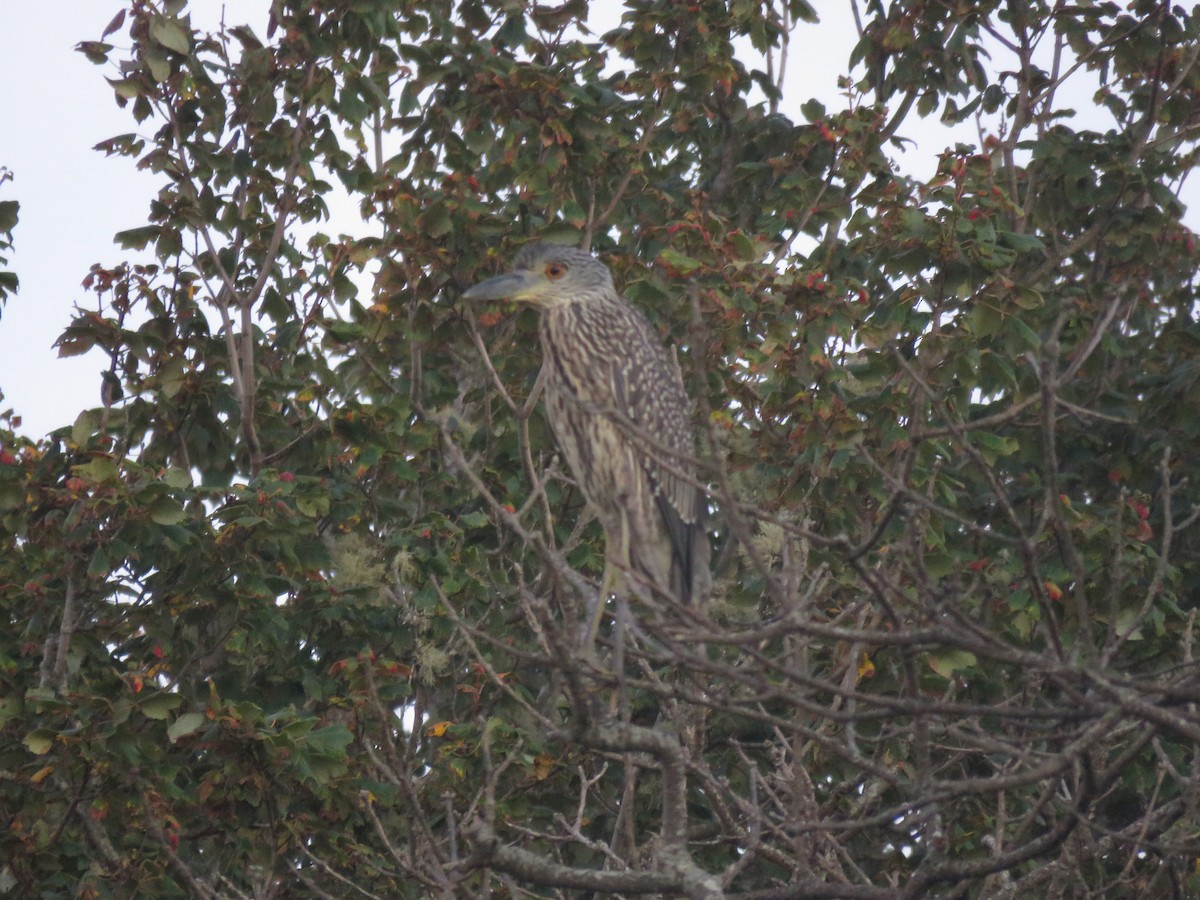 אנפת לילה צהובת-כיפה - ML645397076