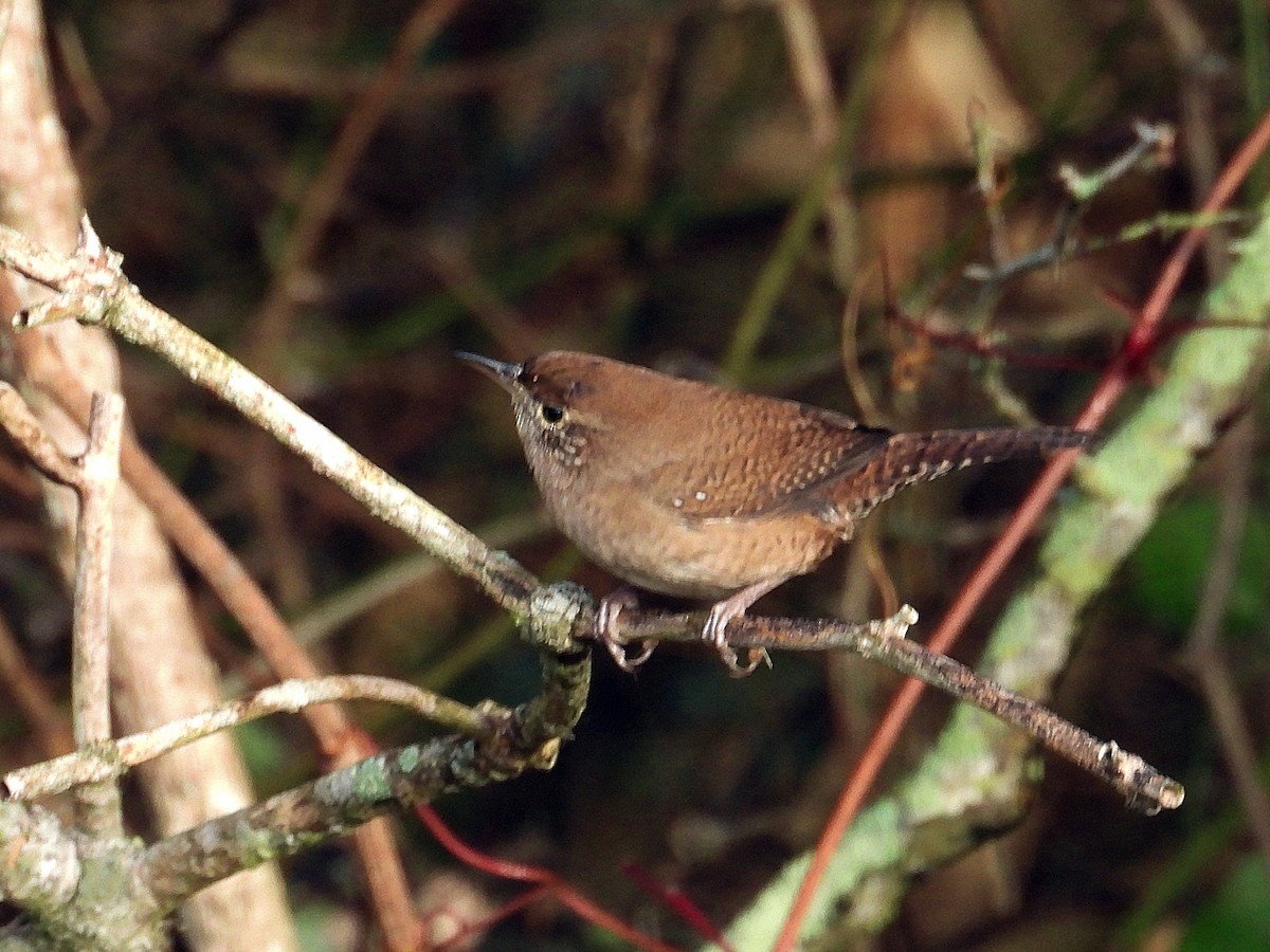 Northern House Wren - ML645397077