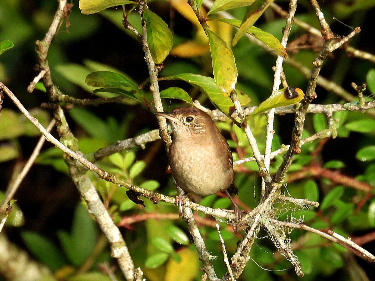 Northern House Wren - ML645397080