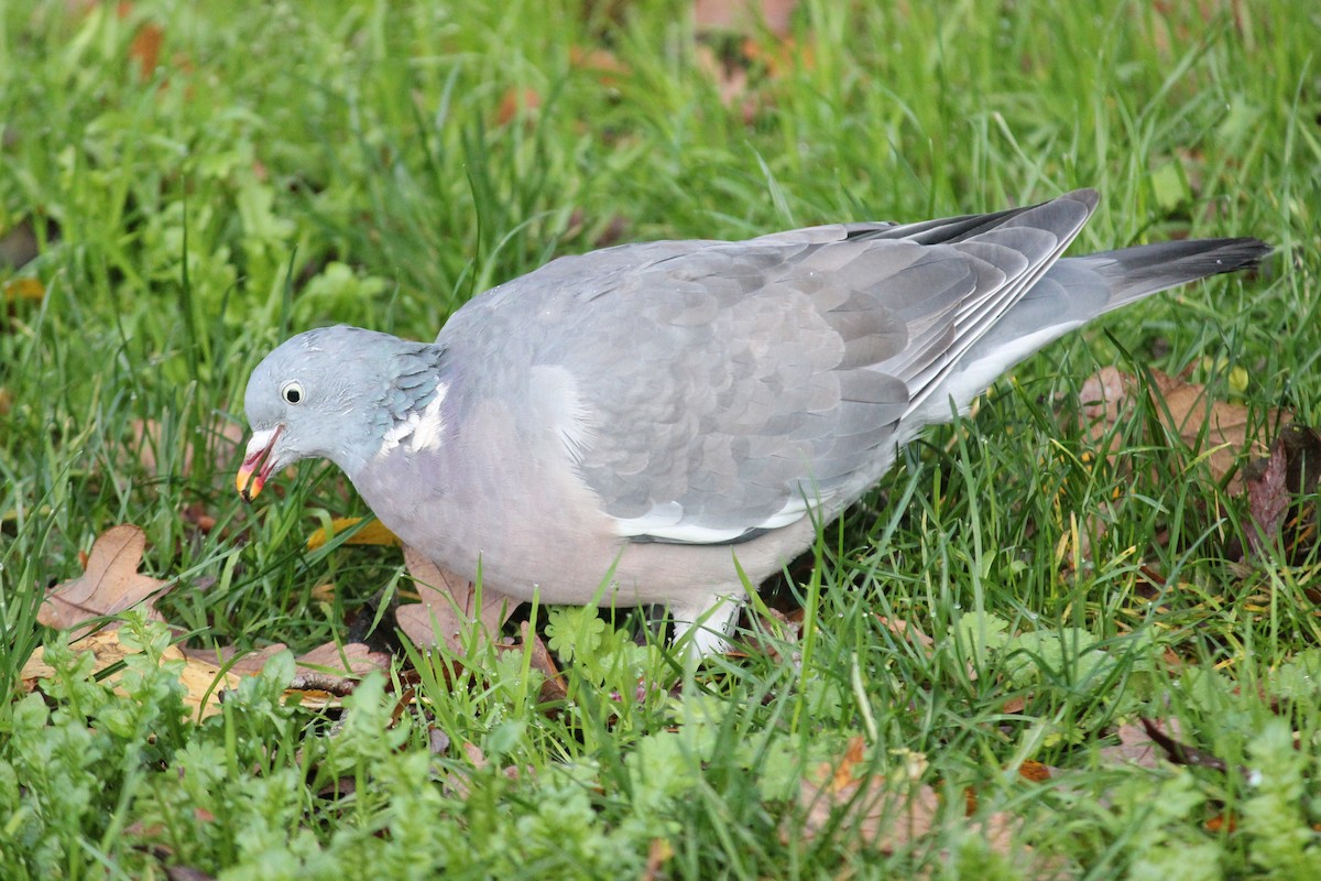 Common Wood-Pigeon - ML645397081