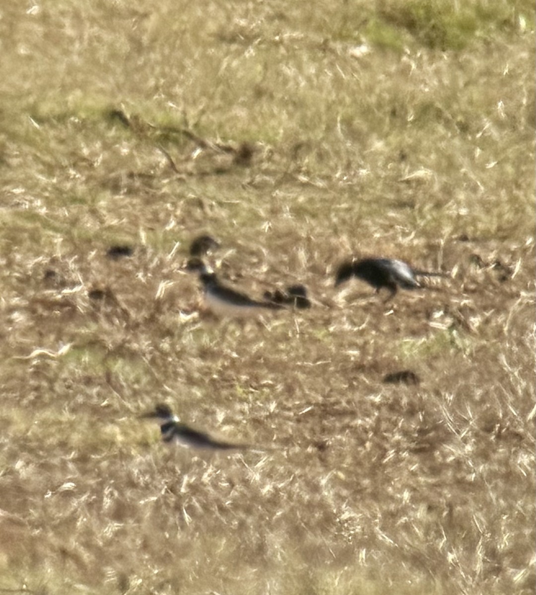 Brewer's Blackbird - ML645397082