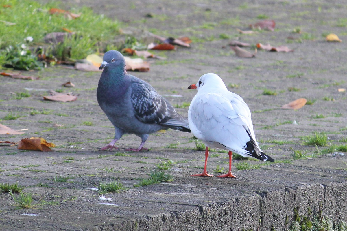 Black-headed Gull - ML645397086