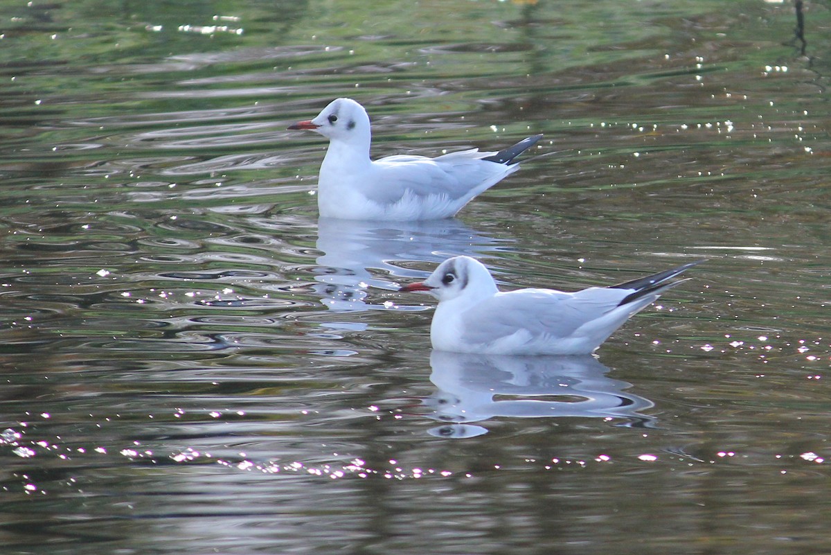 Black-headed Gull - ML645397087