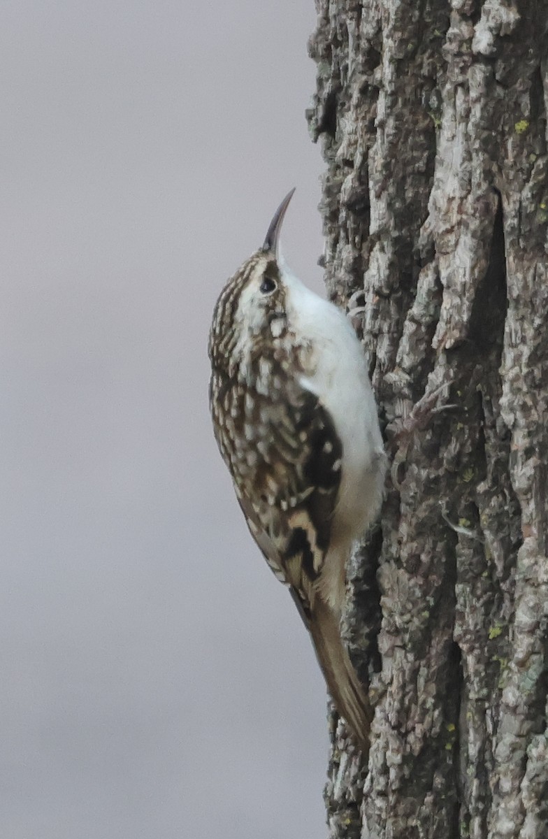 amerikatrekryper - ML645397088