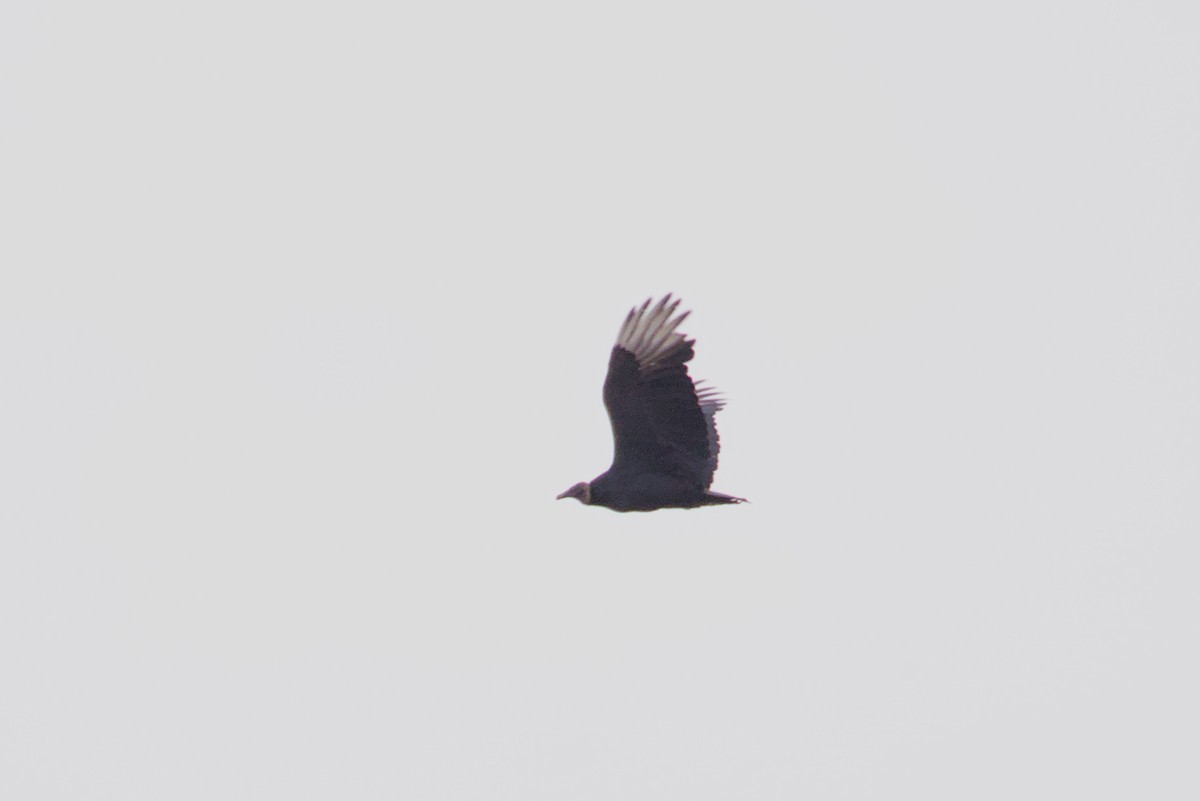 Black Vulture - ML645397103