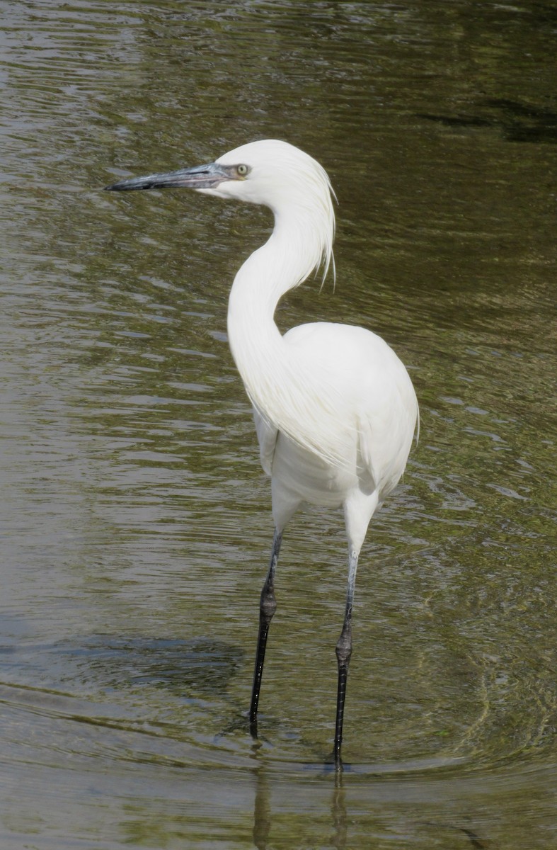 Reddish Egret - ML645397106
