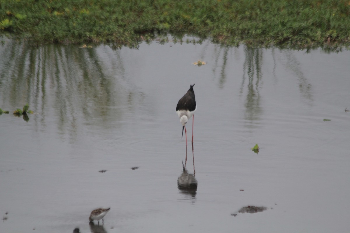 高蹺鴴 - ML645397108