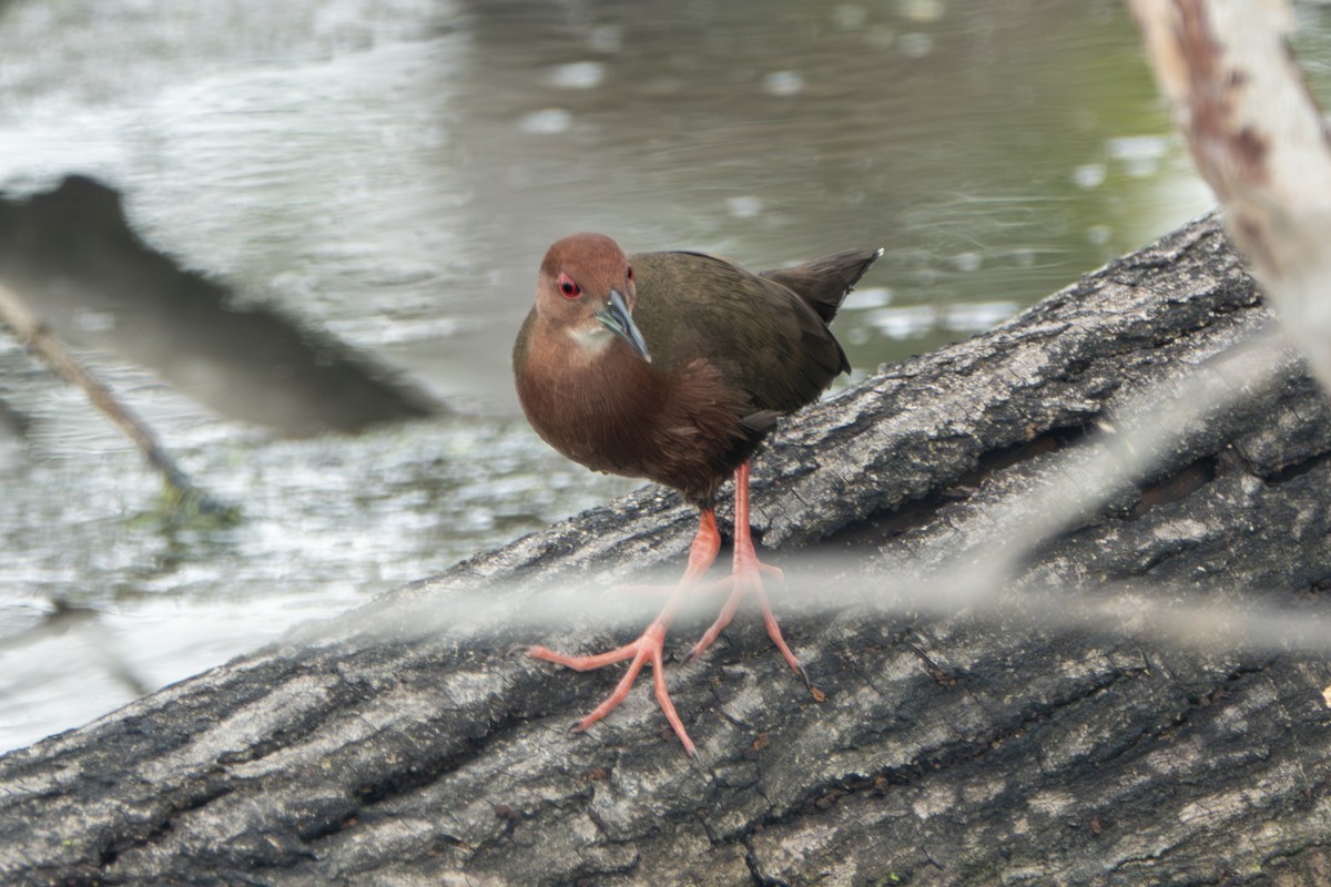 kastanjerikse - ML645397123