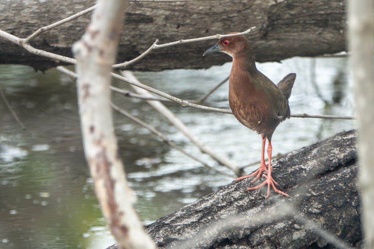 kastanjerikse - ML645397124