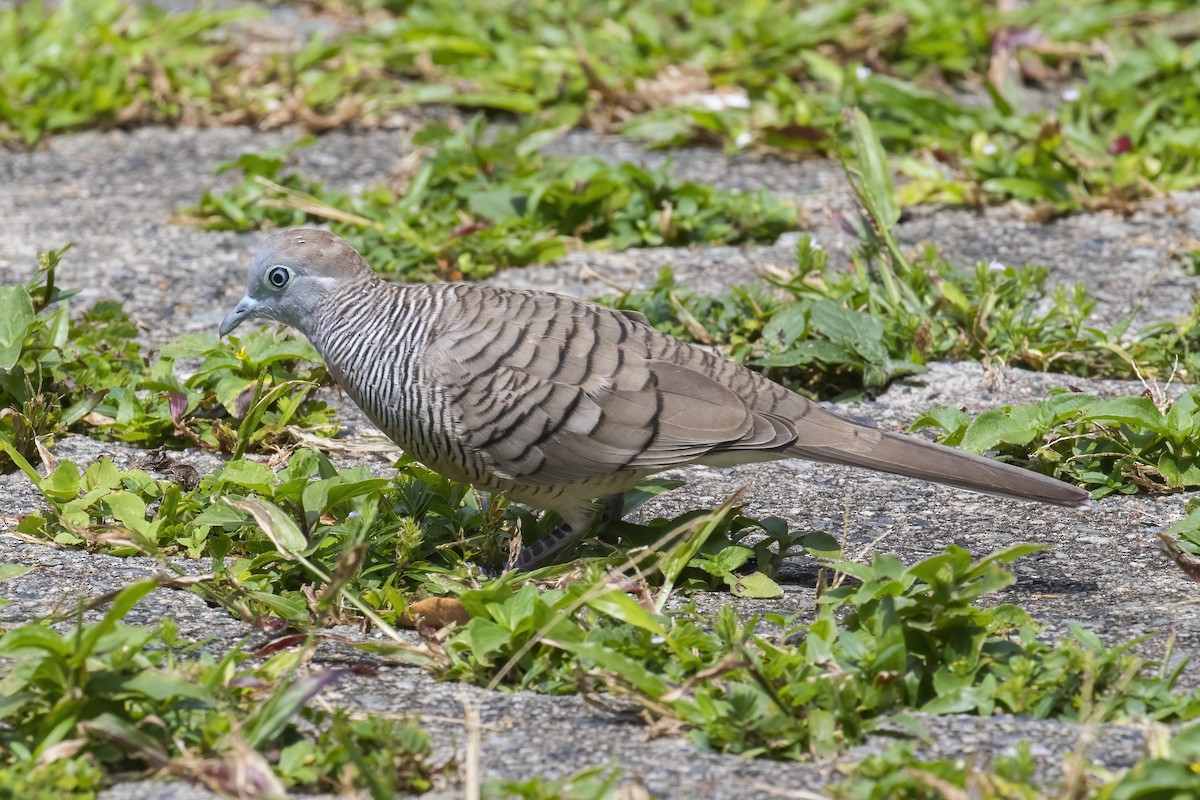 sebradue - ML645397134