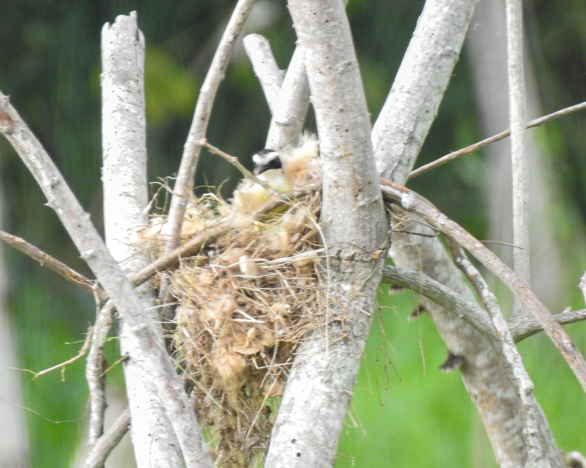 Sosyal Tiran - ML645397135