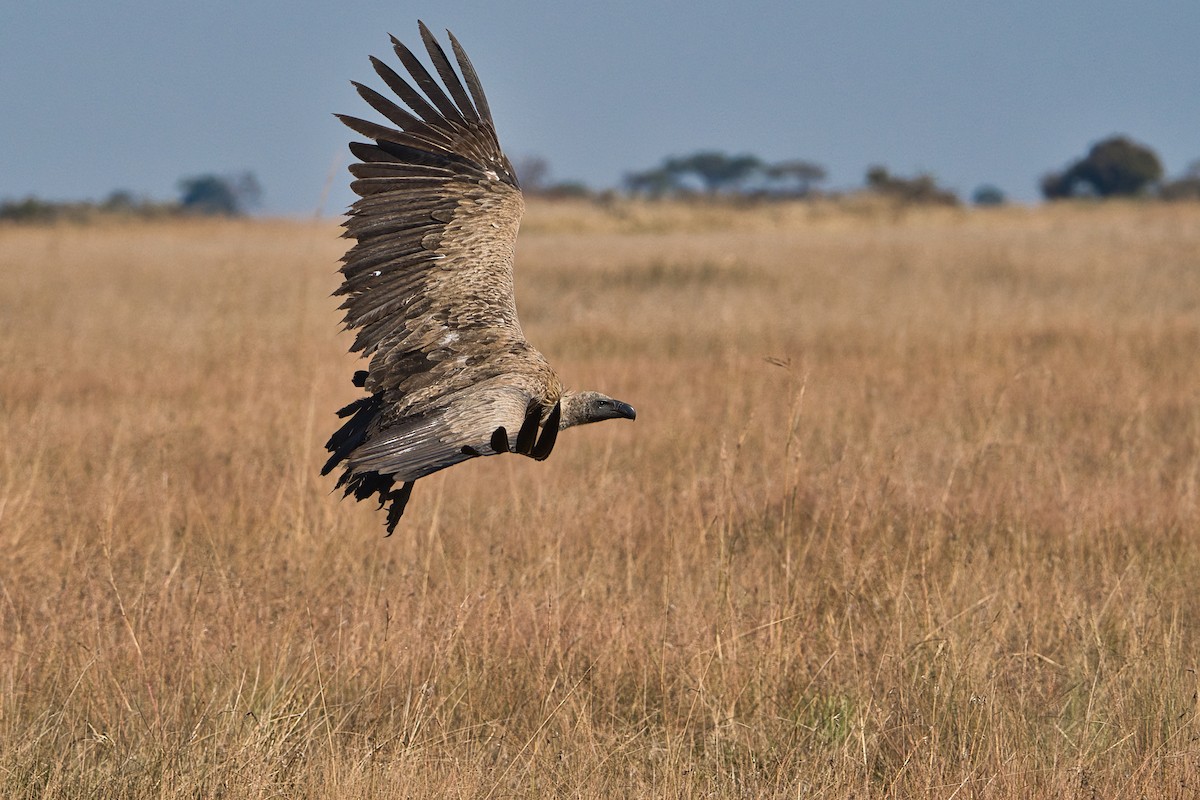 White-backed Vulture - ML645397136