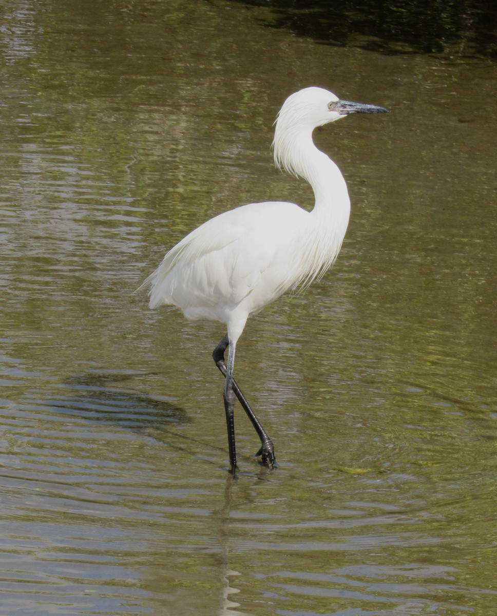 Reddish Egret - ML645397137