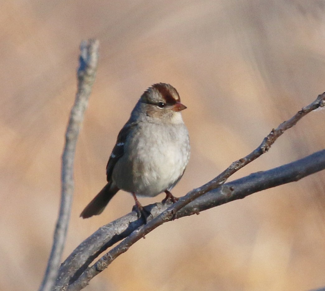 White-crowned Sparrow - ML645397138