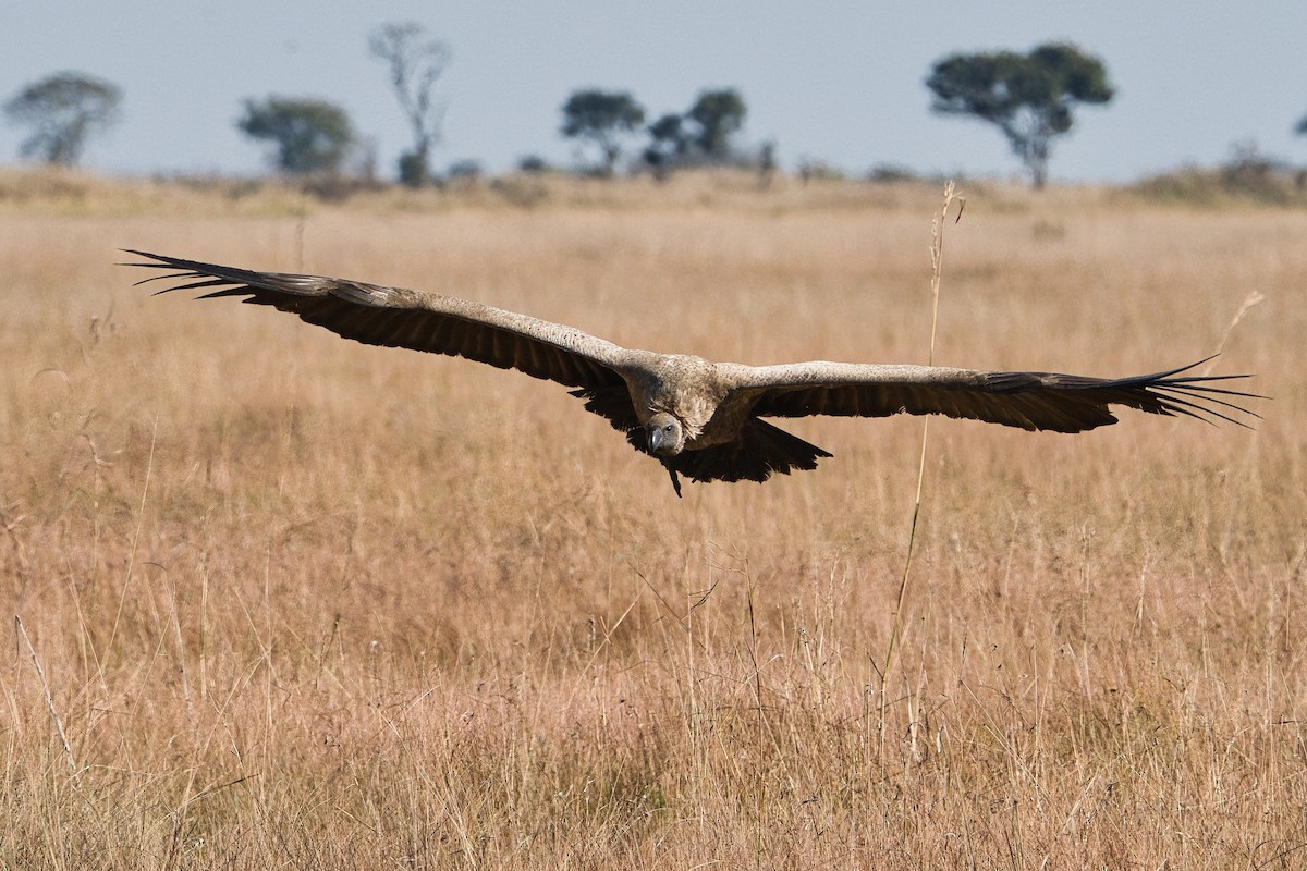 White-backed Vulture - ML645397139