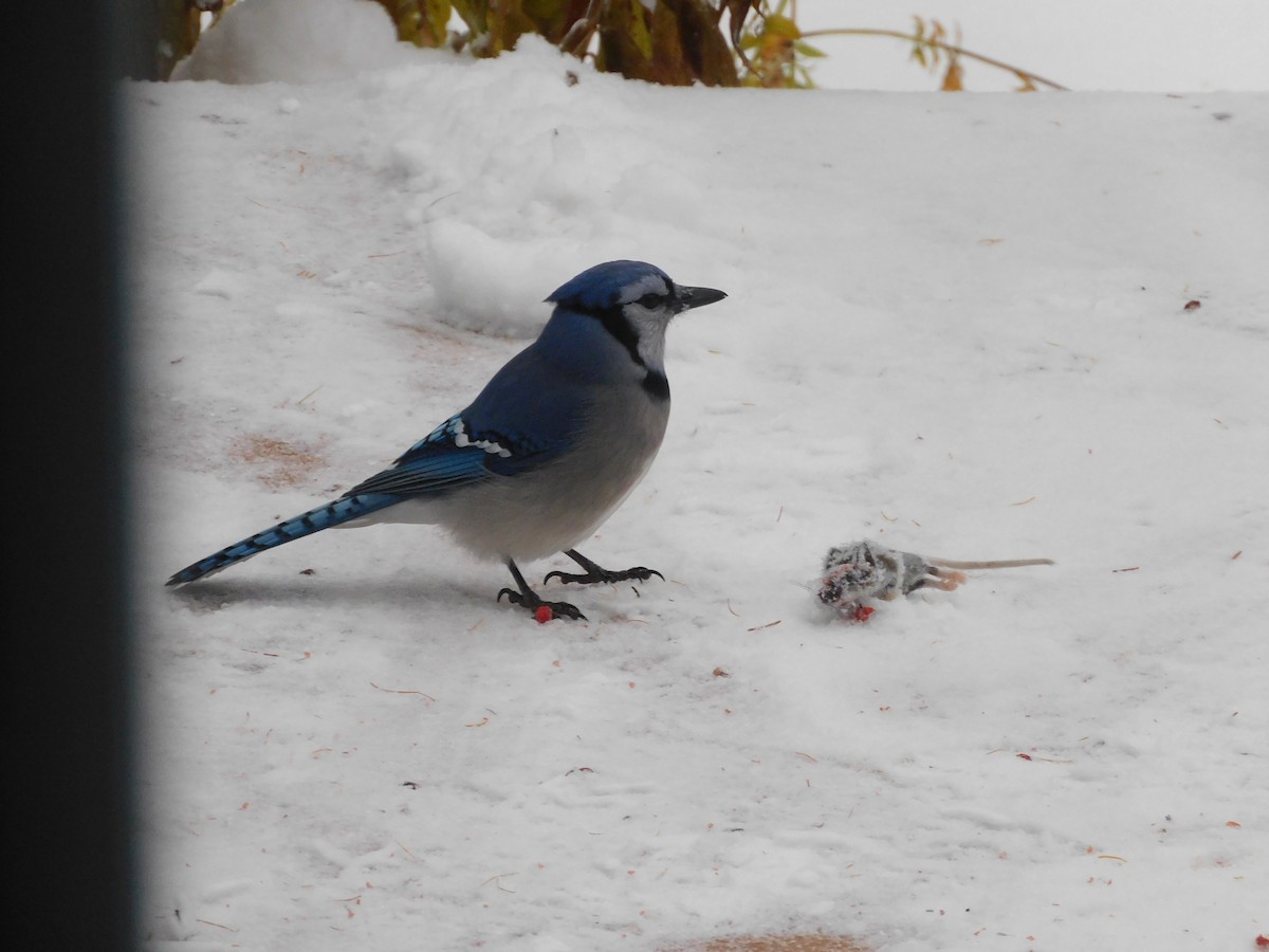 Blue Jay - ML645397142