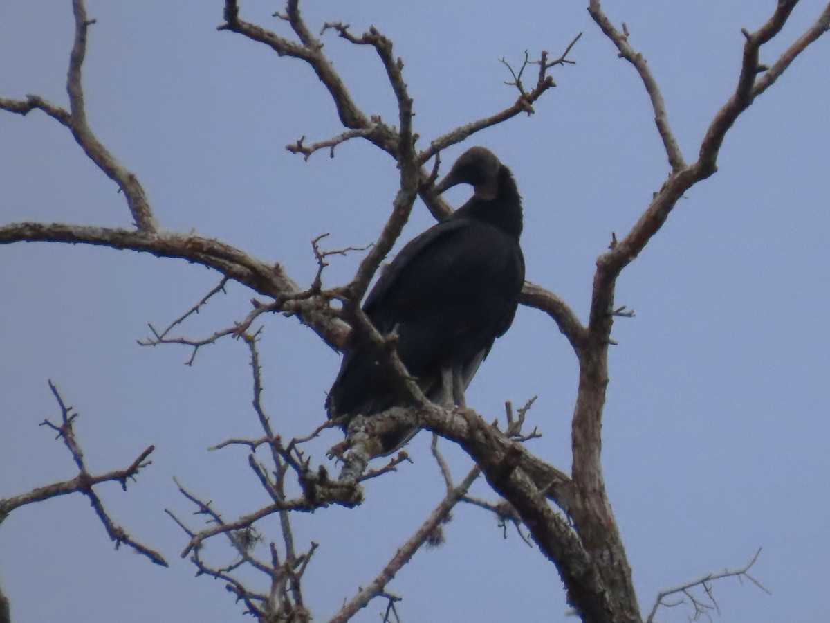 Black Vulture - ML645397146