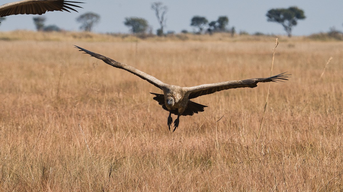 White-backed Vulture - ML645397147