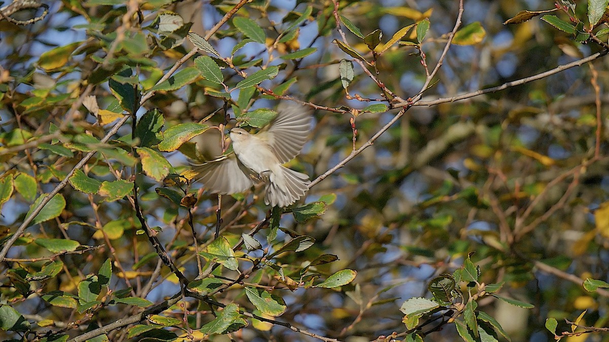 budníček menší - ML645397154