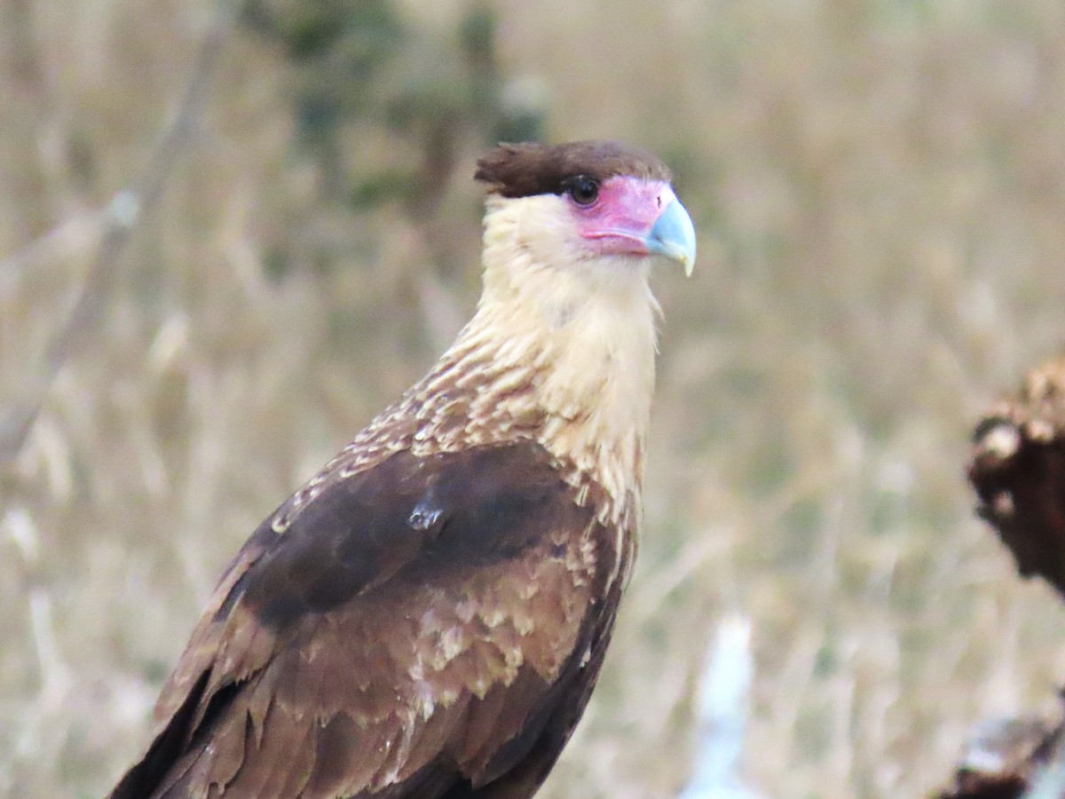 Crested Caracara - ML645397157