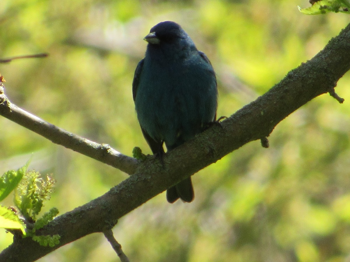 Индиговый колорин - ML645397164