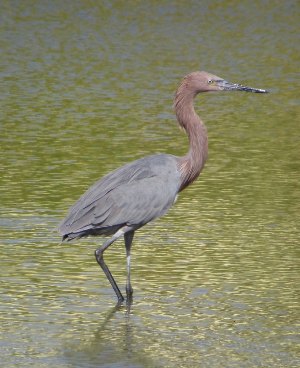 Reddish Egret - ML645397166