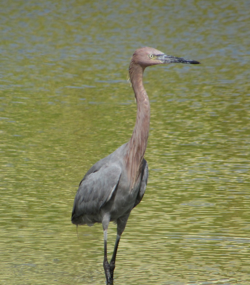 Reddish Egret - ML645397167