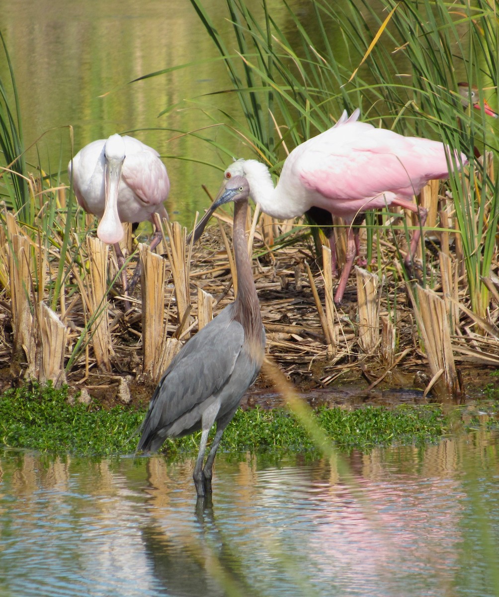 Reddish Egret - ML645397168