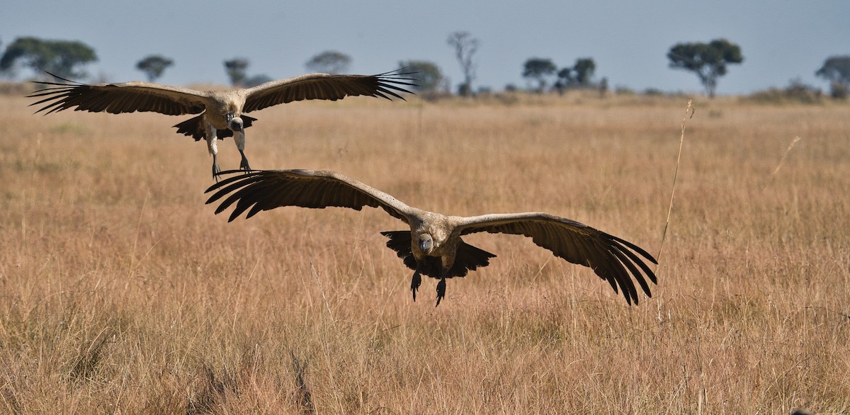White-backed Vulture - ML645397170