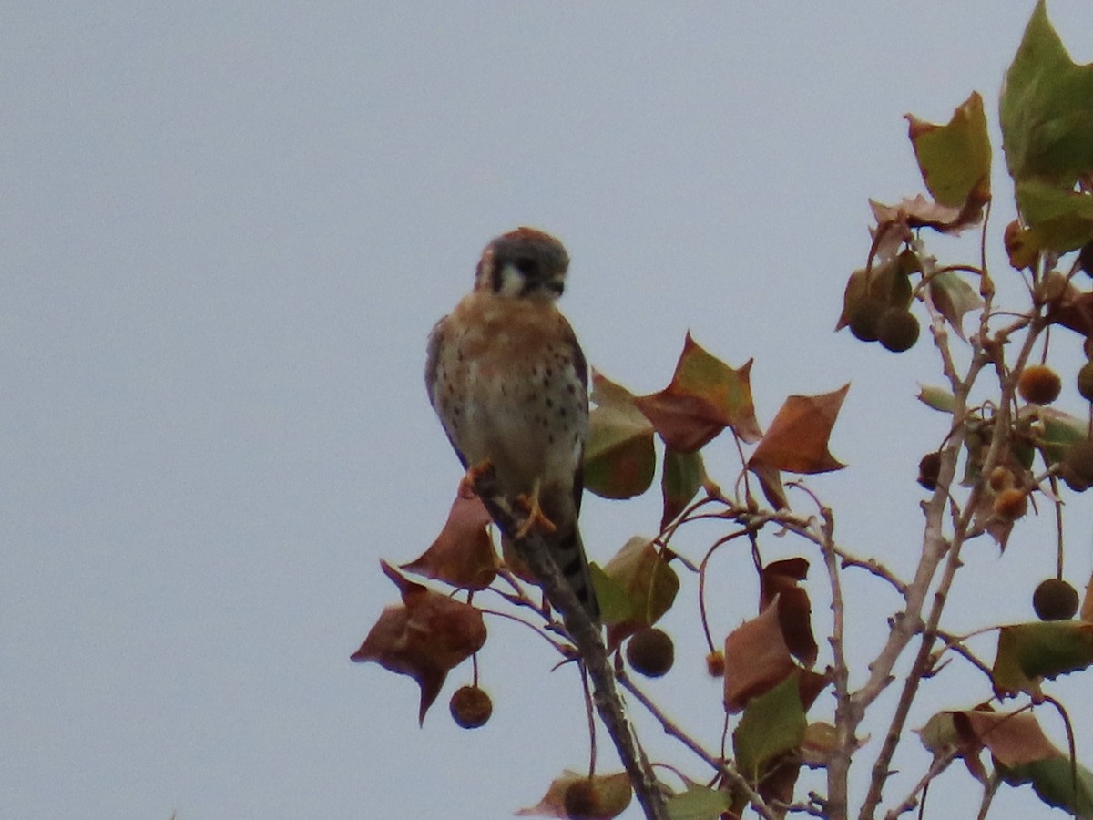 American Kestrel - ML645397171
