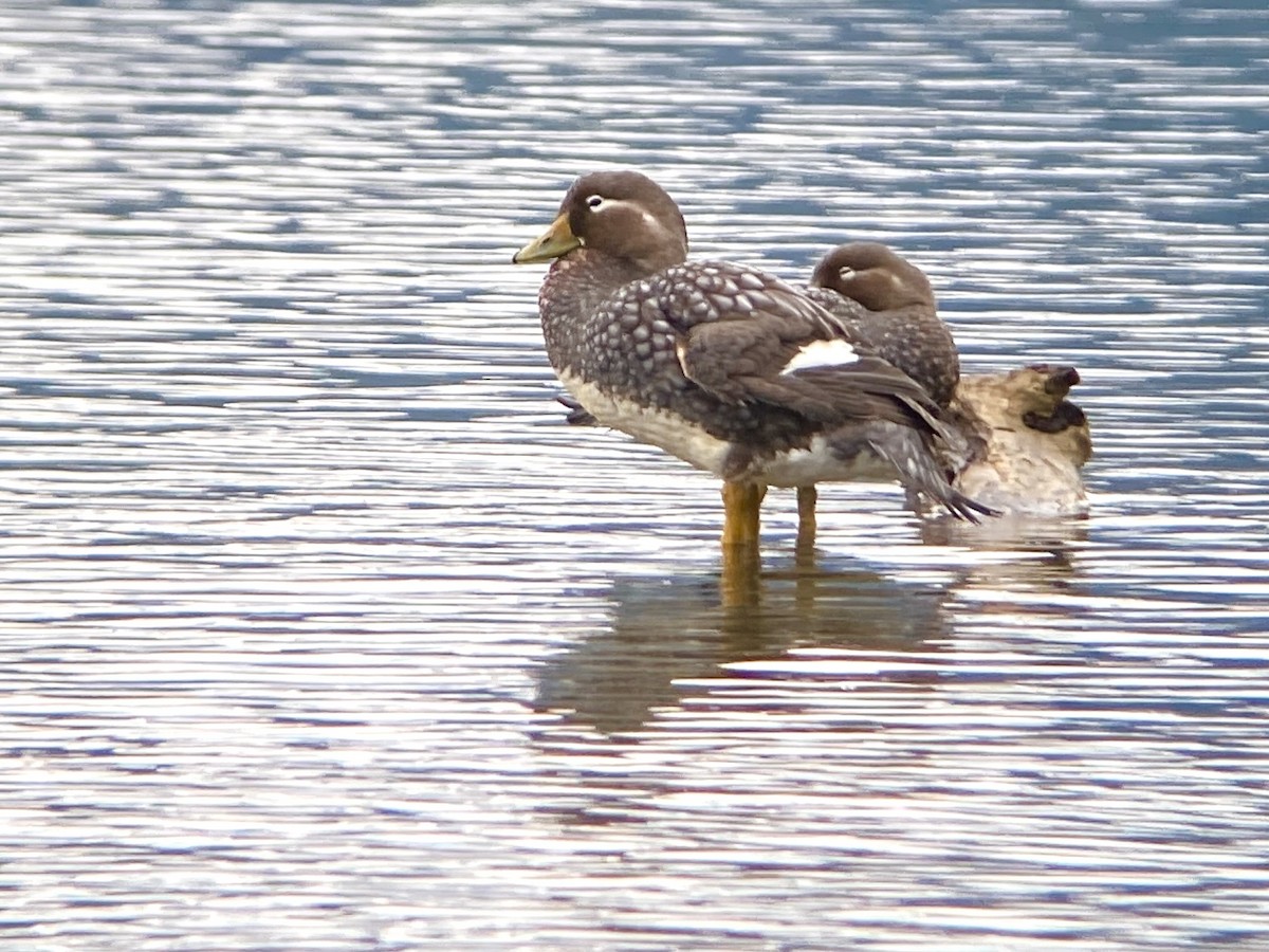 Flying Steamer-Duck - ML645397172