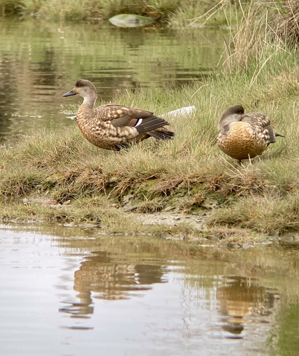 Crested Duck - ML645397182