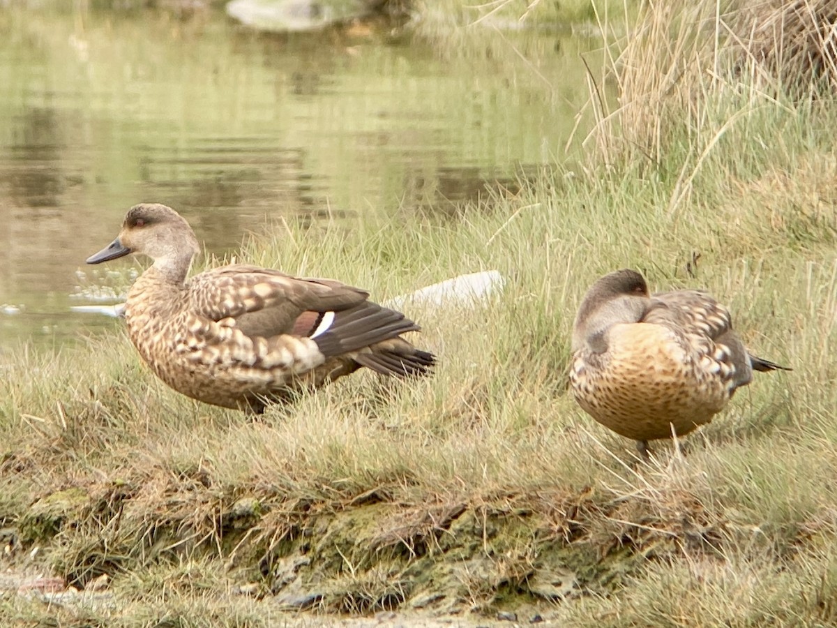 Crested Duck - ML645397183