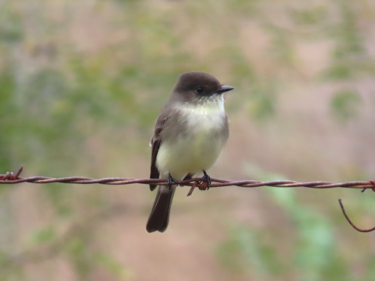 Eastern Phoebe - ML645397189