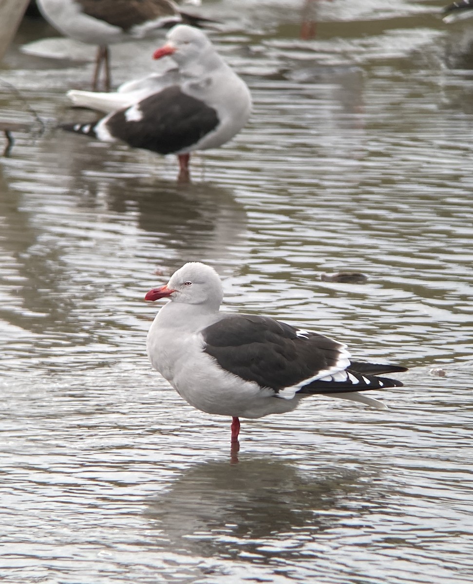 Dolphin Gull - ML645397192