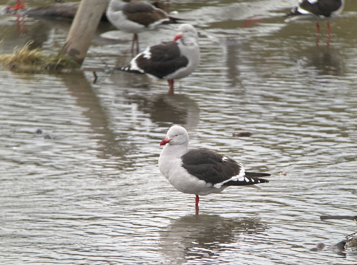 Dolphin Gull - ML645397193