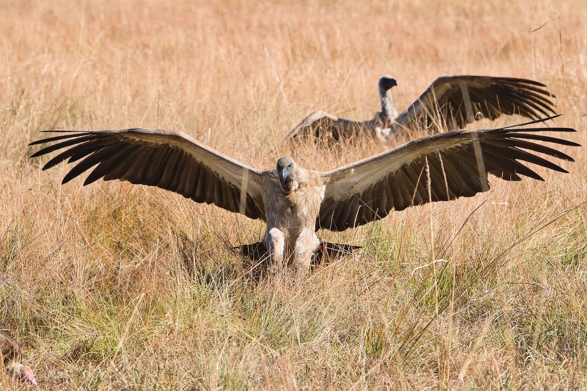 White-backed Vulture - ML645397195