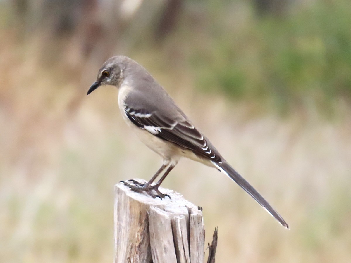 Northern Mockingbird - ML645397197