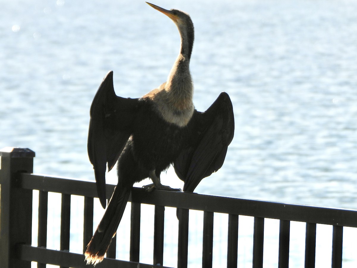 Amerika-Schlangenhalsvogel - ML645397198
