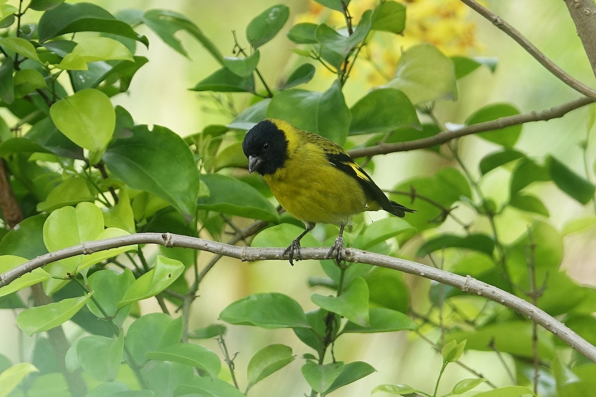 Hooded Siskin - ML645397199
