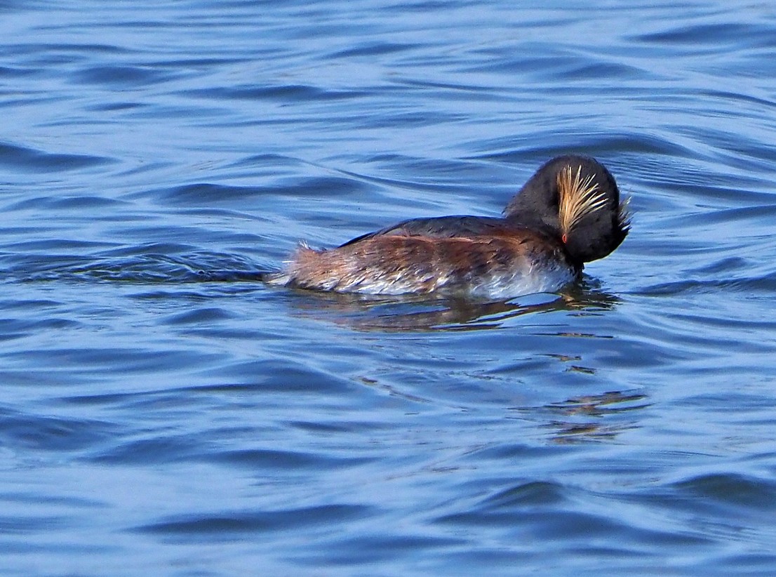 potápka černokrká - ML645397200