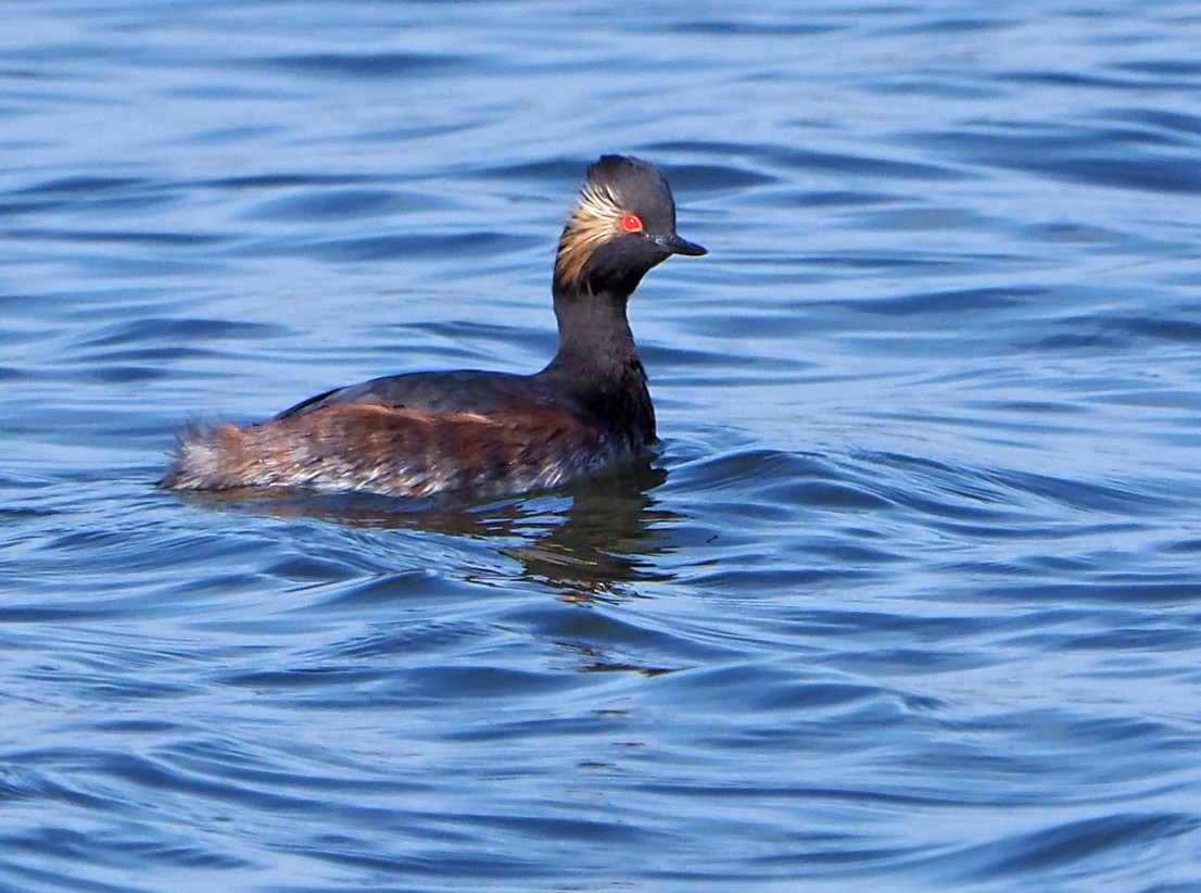 potápka černokrká - ML645397201