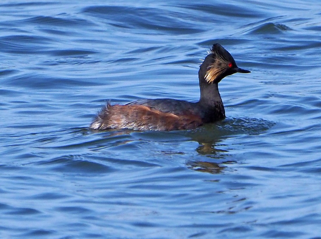 potápka černokrká - ML645397202