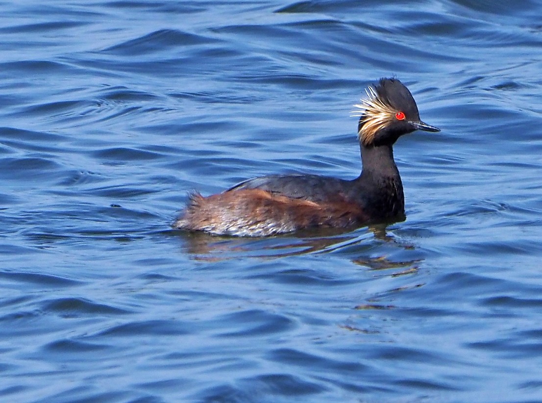 potápka černokrká - ML645397203