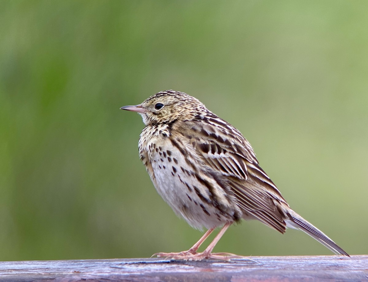 Correndera Pipit (Correndera) - ML645397205