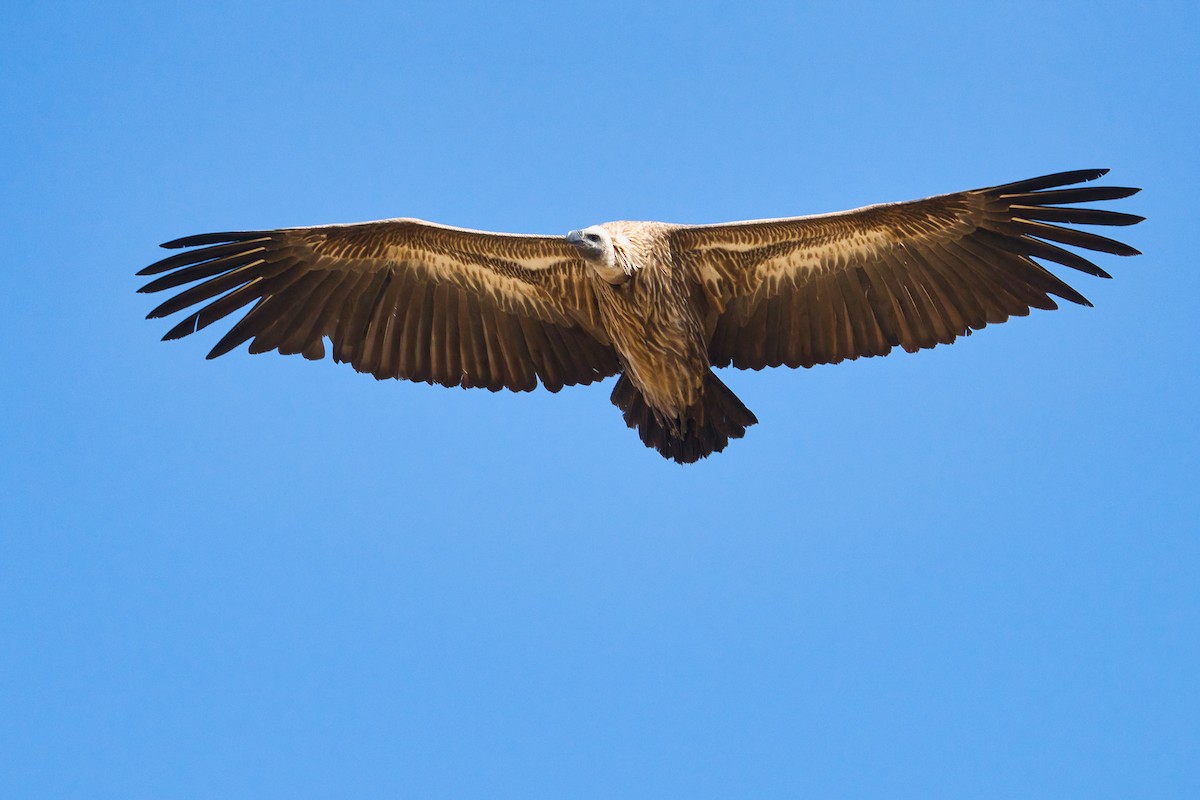 White-backed Vulture - ML645397206